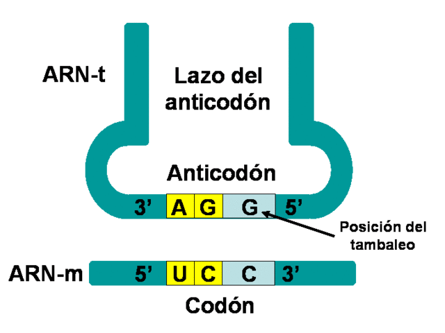 : F. Crick propone la hipótesis del balanceo en la interacción codón-anticodón.