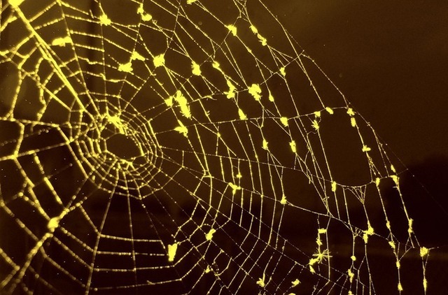 Набирание популярности у Всемирной паутины