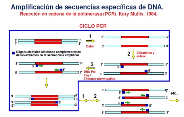 Reacción en cadena de la polimerasa.