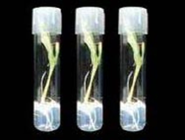 Creación de las primeras plantas transgénicas