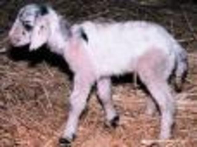 Primera oveja clonada por Steen Willadsen