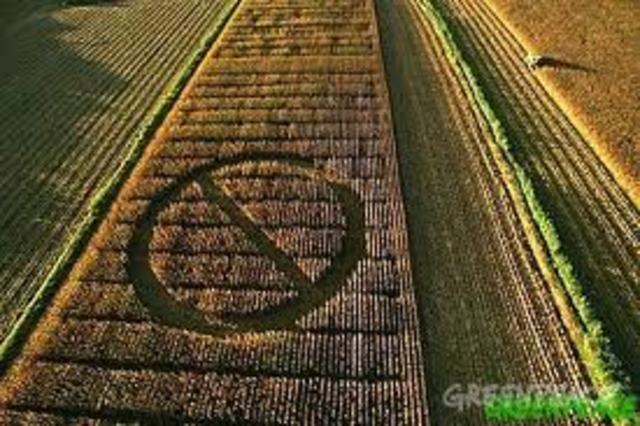 Primera prueba en campo de plantas transgénicas.