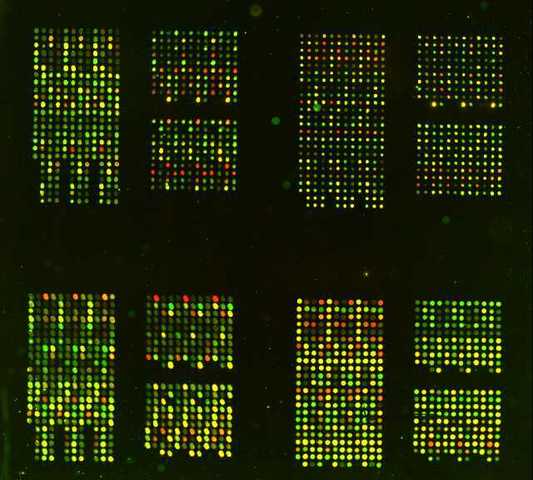 DNA microarrays son inventados por Pat Brown y colegas