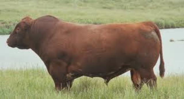 se autoriza en Holanda la reproducción del primer toro transgénico.