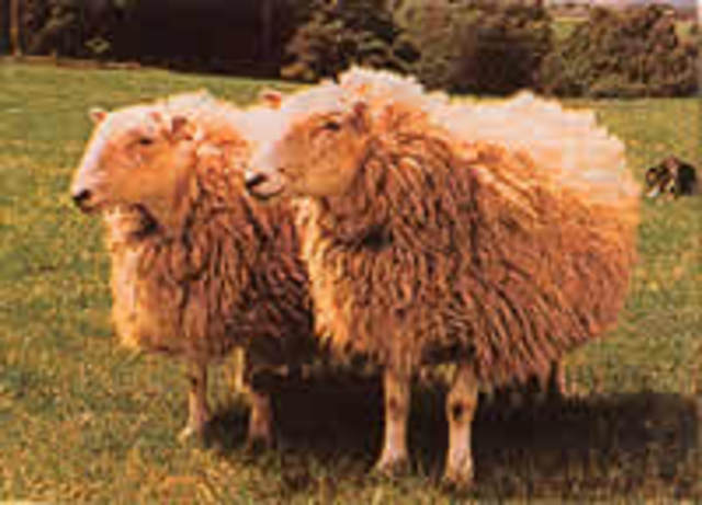 Dos ovejas, llamadas Megan & Morag, se clonan usando células embrionarias.