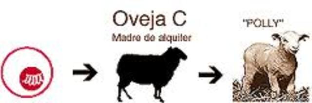 Se obtiene una oveja transgénica conteniendo un gen humano. Se la llama Polly.