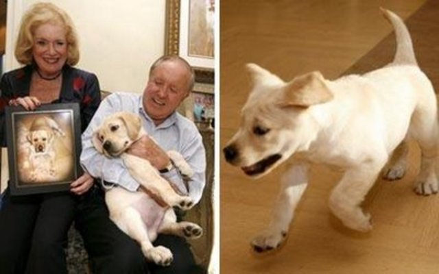 El Proyecto Missyplicity es subsidiado con el objetivo de clonar un perro Missy