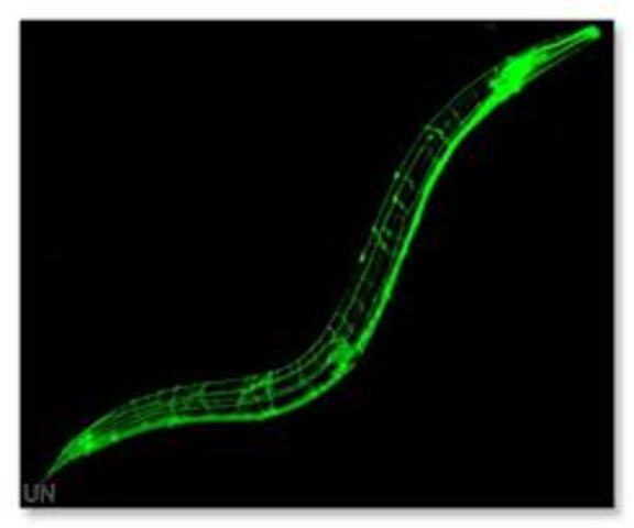Se secuencia el genoma del primer organismo multicelular el nematodo (Caenorhabditis elegans).