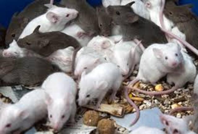 50 ratones fueron clonados por tres generaciones a partir de un único ratón