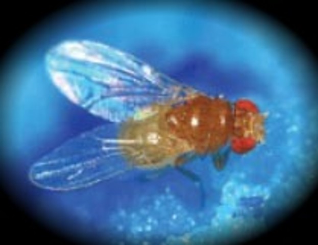 Se completa el genoma de Drosophila