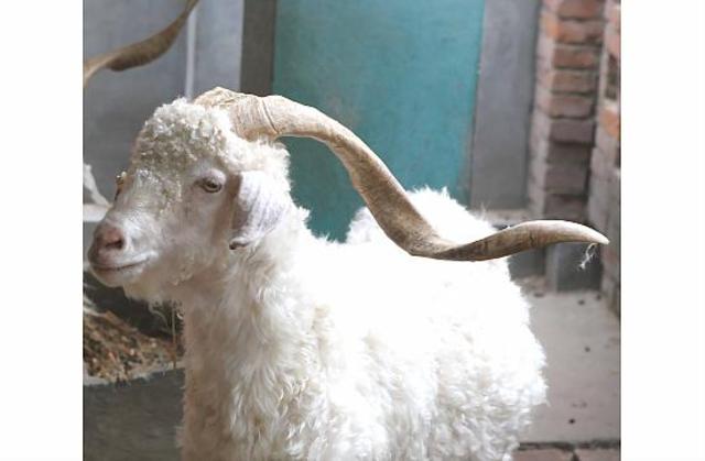 crean a "Yuanyuan," la primera cabra clonada a partir de células adultas.