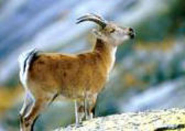 Investigadores de la Teramo en Italia clonan el primer "mouflon" a partir de células adultas