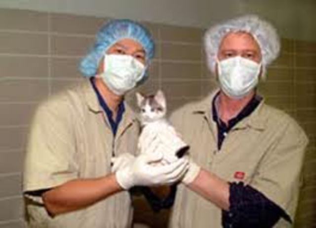 primer animal doméstico clonado, el gato CC.