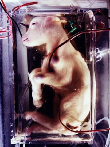 Noah, un bebé de toro gaur, se convierte en el primer clon de un animal en peligro.