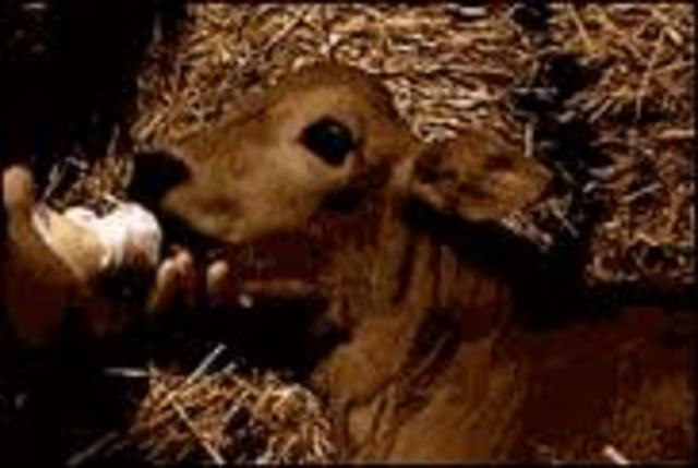 nació Pampa, la primera ternera argentina obtenida por clonado de célula fetal (fibroblasto extraído de piel).