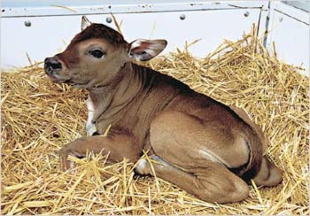 Investigadores en Trans Ova Genetics and Advanced Cell Technologies producen el primer "bantengs"