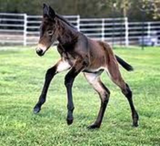 Investigadores de la University of Idaho producen a "Idaho Gem," la primera mula clonada a partir de un feto de mula.