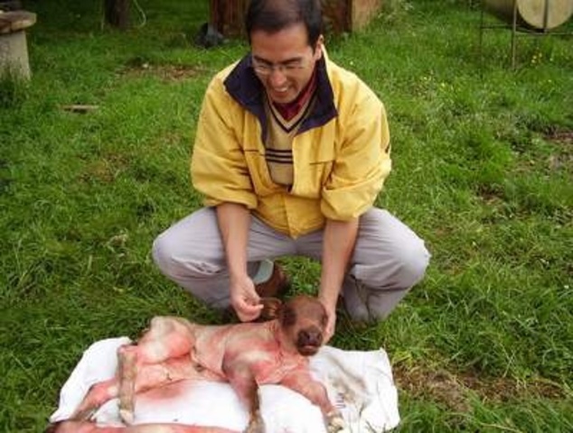 Investigadores del Texas A&M University y ViaGen Inc. producen a "Dewey," el primer ciervo (Odocoileus virginianus) clonadas a partir células adultas.