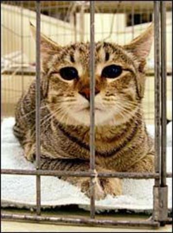 Investigadores del Audubon Center for Research of Endangered Species producen "Ditteaux," el primer gato montés africano clonado (Felis silvestris) a partir de células adultas