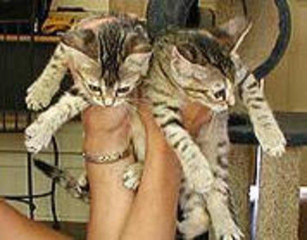 . Una empresa estadounidense dedicada a la clonación de mascotas dice haber reproducido exitosamente a dos gatas: Tabouli y Baba Ganoush.