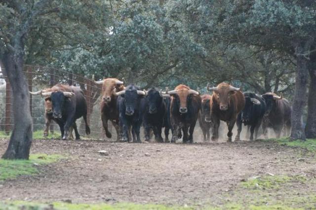Una serie de toros es clonada. Estos  toros son  resistentes a brucelosis y su esperma se puede guardarse congelado por años.