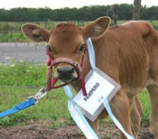 PAMPERO nació. Es el primer becerro masculino transgénico por hGH en el mundo