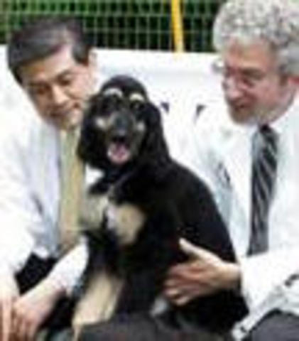Perro: Snuppy (2005) en la Universidad Nacional de Seúl en Corea del Sur.