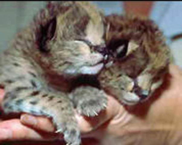ocho cachorros de gato montés por cruzamiento entre adultos clonados.