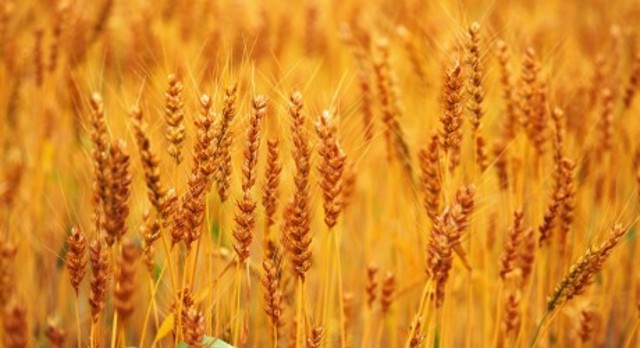 India and Pakistan Famine