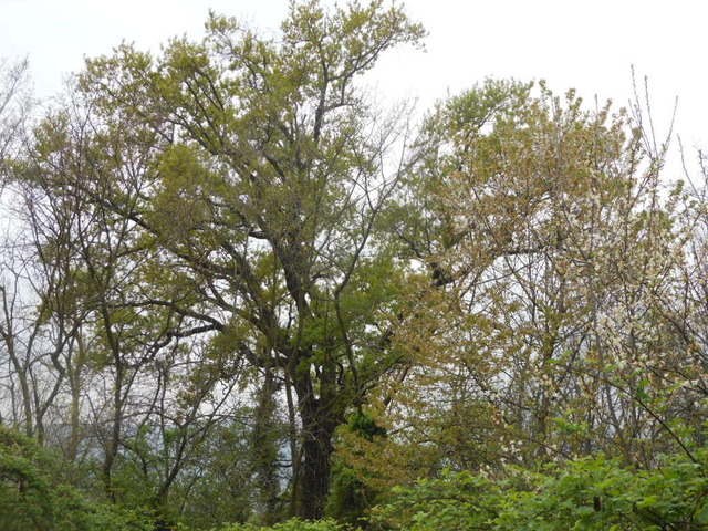 OAK TREE in Frossasco (IT)