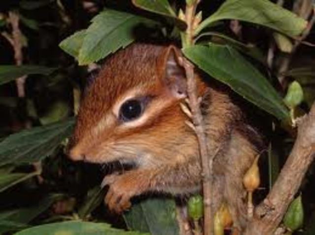 First mammals- 200 MYA