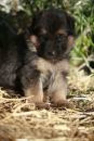 I get my dog, Prince