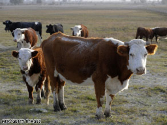 Cattle products account for 78% of Argentina's exports