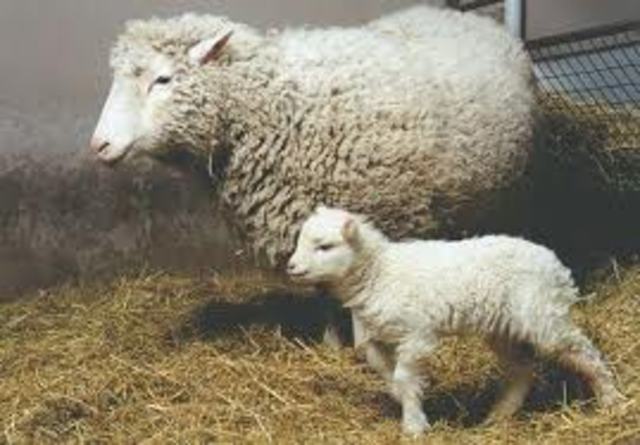 Dolly the Sheep
