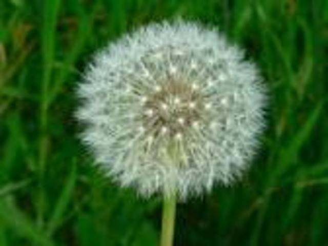 The Dandelion