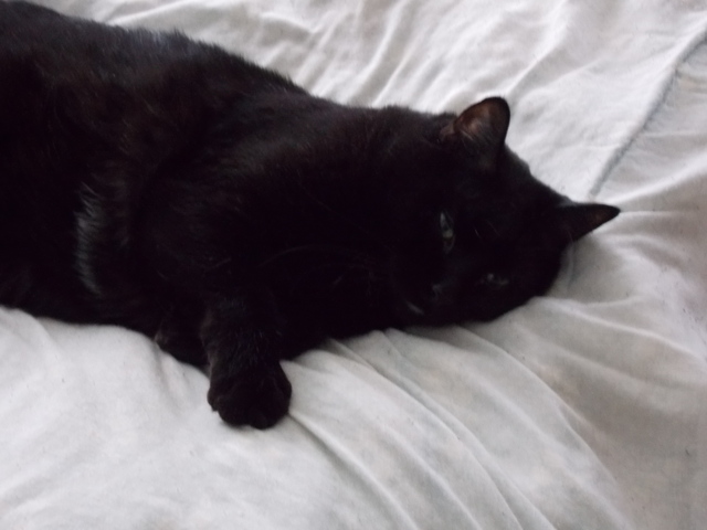 diezy siete de diciembre mil cuatro