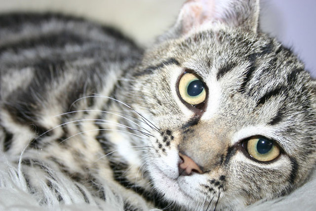 El Dia tengo El Simba Gato