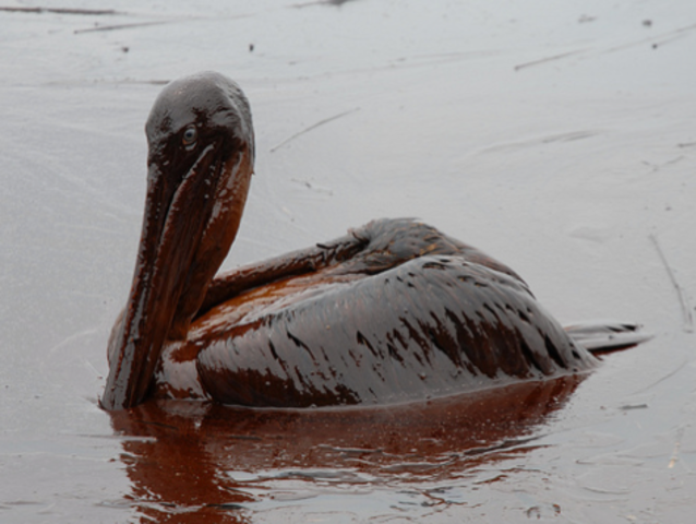 BP Oil Spill