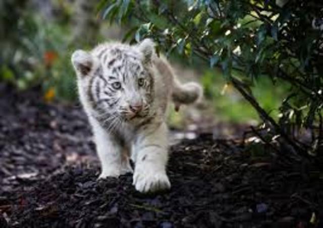 First White Tiger