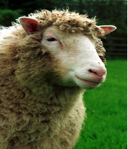 Dolly the Sheep