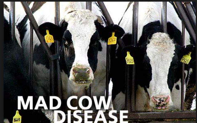 Mad Cow's Disease