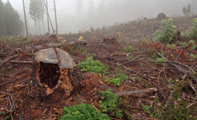 Colonists Start Clear Cutting