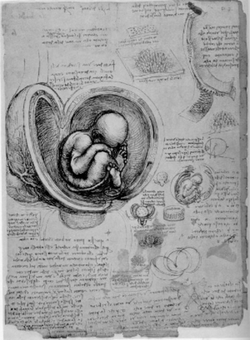 Leonardo da Vinci, Embryo in the Womb, (c. 1510). Pen and Brown Ink. Royal Collection, Windsor Castle, Royal Library.