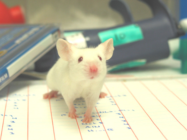 Manipulación de células de ratón