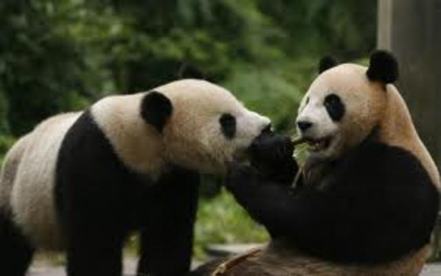 Pandas