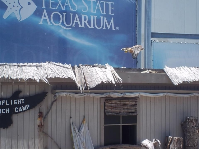 El agusto de dos mil once