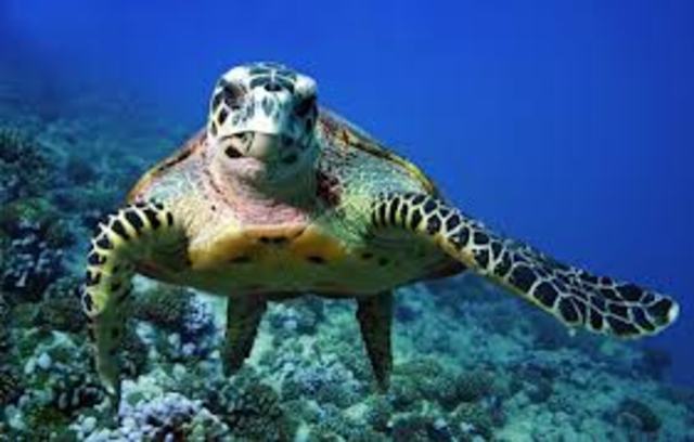 Sea Turtles