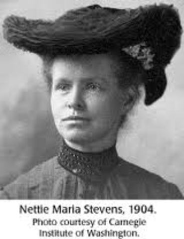 Nettie Stevens