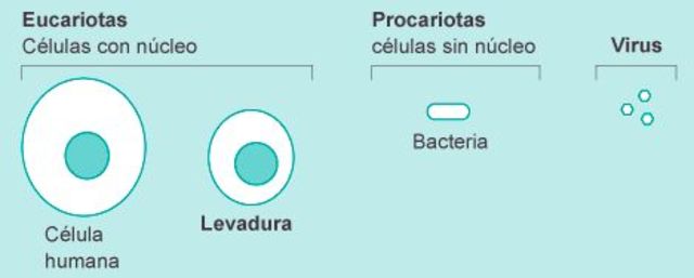 Creación de un cromosoma artificial