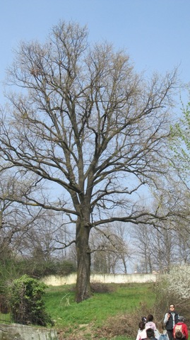 Oak tree Pinerolo Strada dei Losani Italy